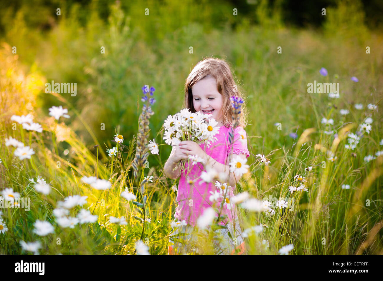 Child picking wild daisy flowers in field. Kids play in a meadow and pick flower bouquet on