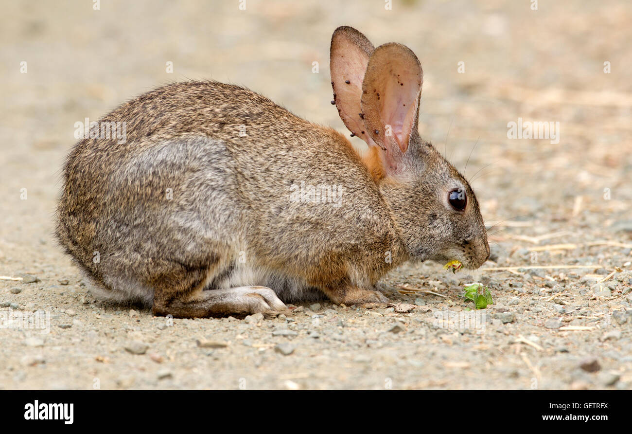 Rabbit with ticks hires stock photography and images Alamy