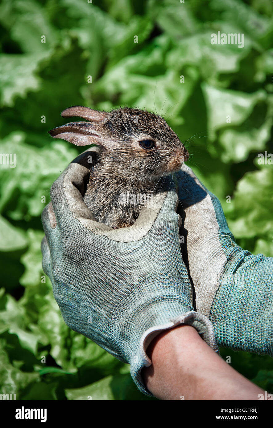 Rabbit in the lettuce patch Stock Photo Alamy