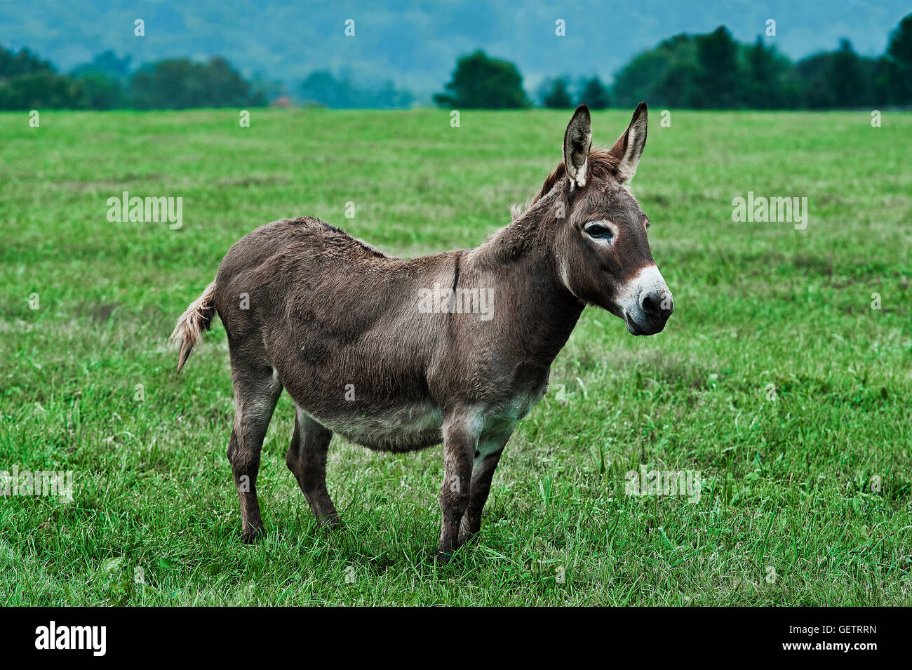 A donkey standing in a field Stock Photo - Alamy