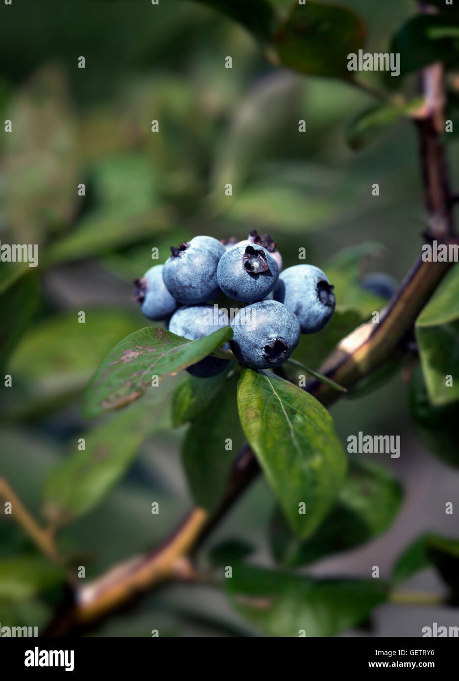New jersey blueberry hires stock photography and images Alamy
