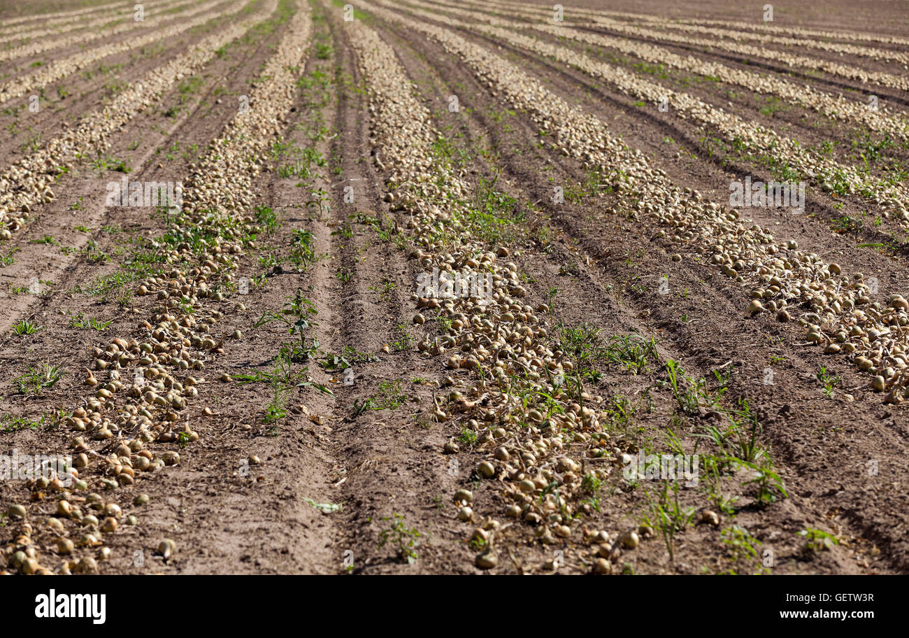 Harvesting onion field Stock Photo Alamy