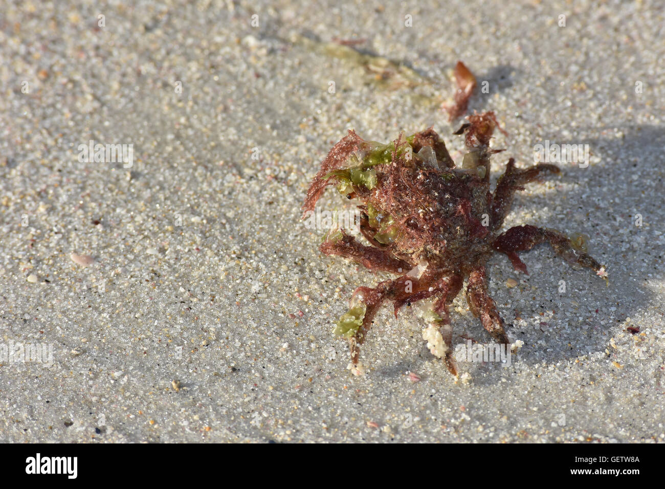 Camouflaged decorator crab on white sand Stock Photo