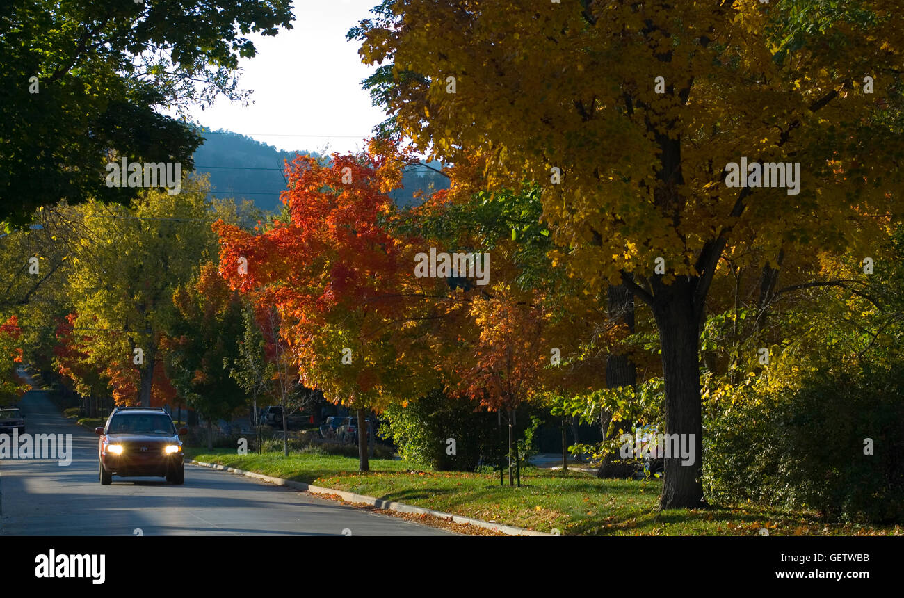 Late-day sun back-lights fall foliage in the Historic Mapleton Hill area of Boulder, CO Stock Photo