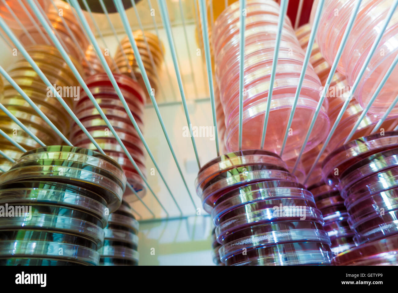 Petri dishes in a refrigerator medical laboratory Stock Photo