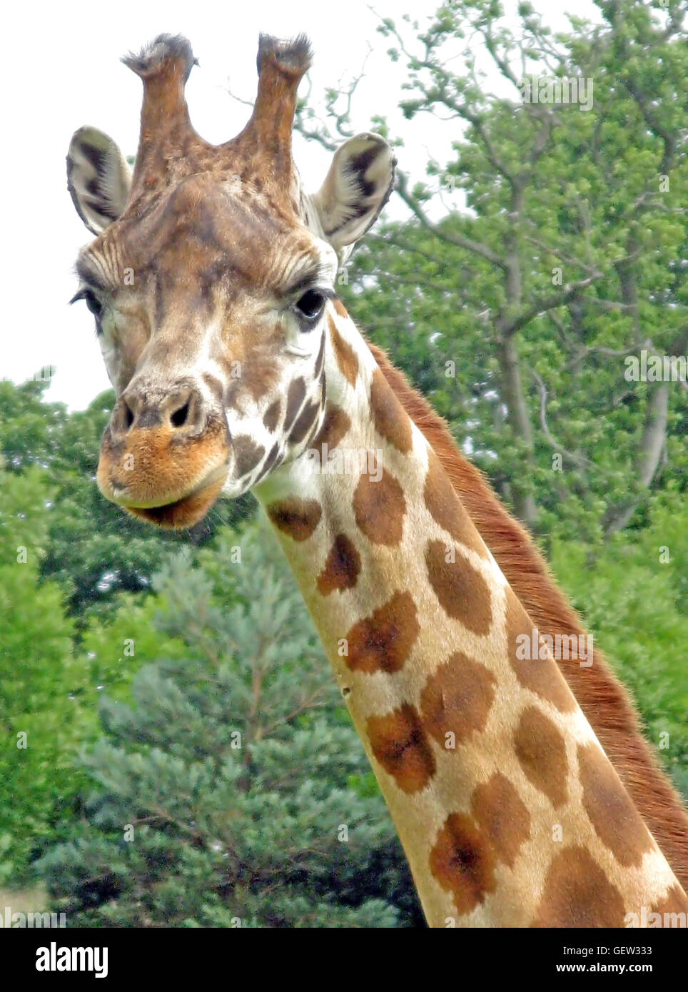 Wild giraffe on safari hi-res stock photography and images - Alamy