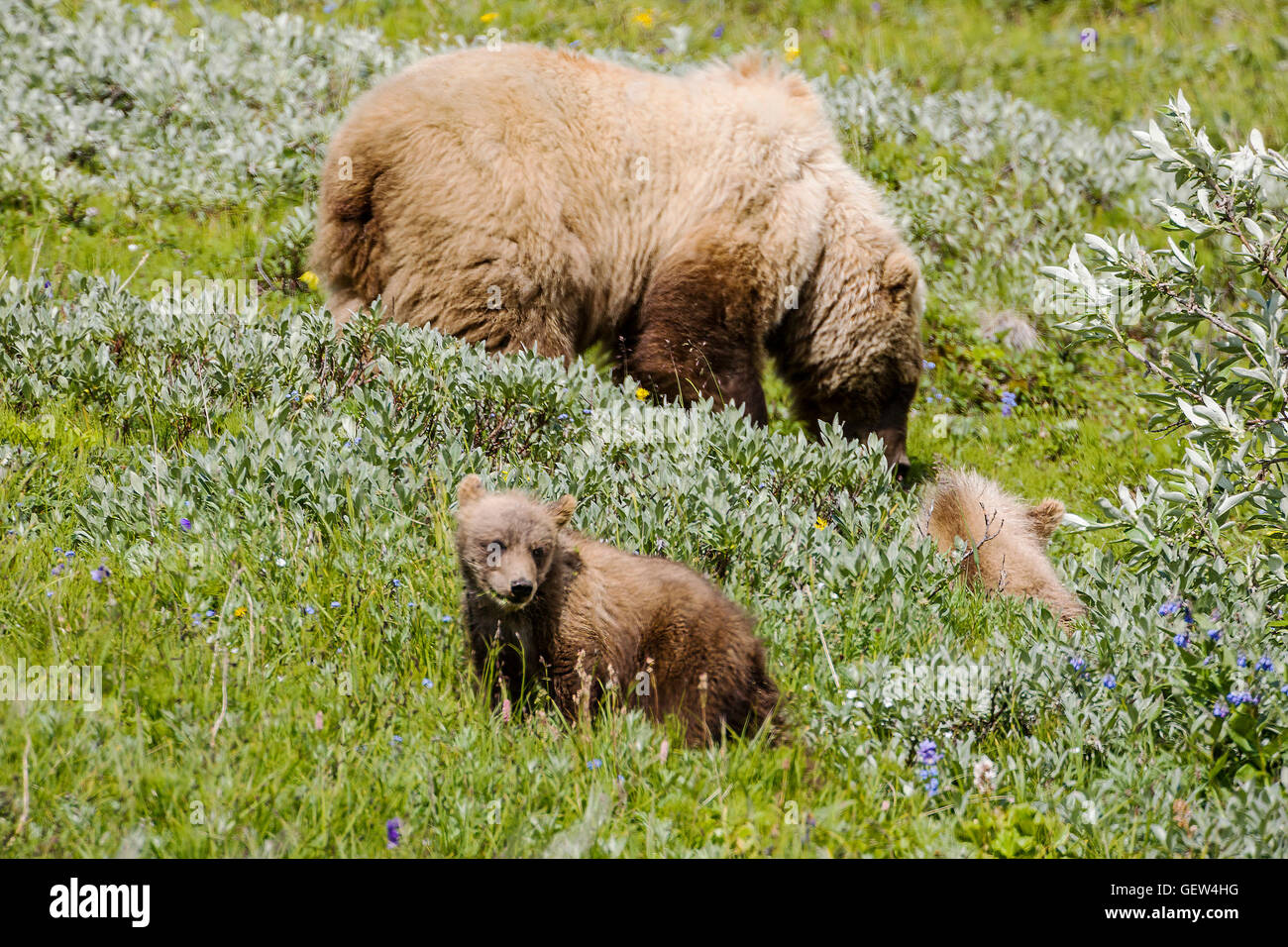Sow (female) Grizzly bear (Ursus arctos horribilis) with cubs, near Highway Pass, Denali National Park, Alaska, USA Stock Photo