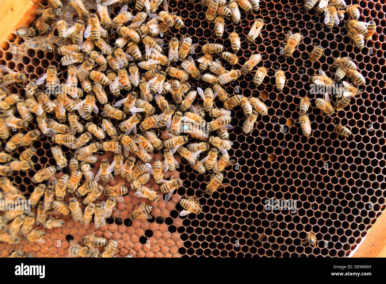 Queen bee detail. Apiculture, rural life.  Beekeeping Stock Photo