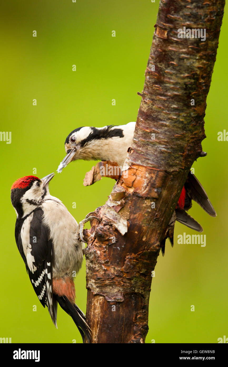 Greater Spotted Woodpecker feeding young Stock Photo