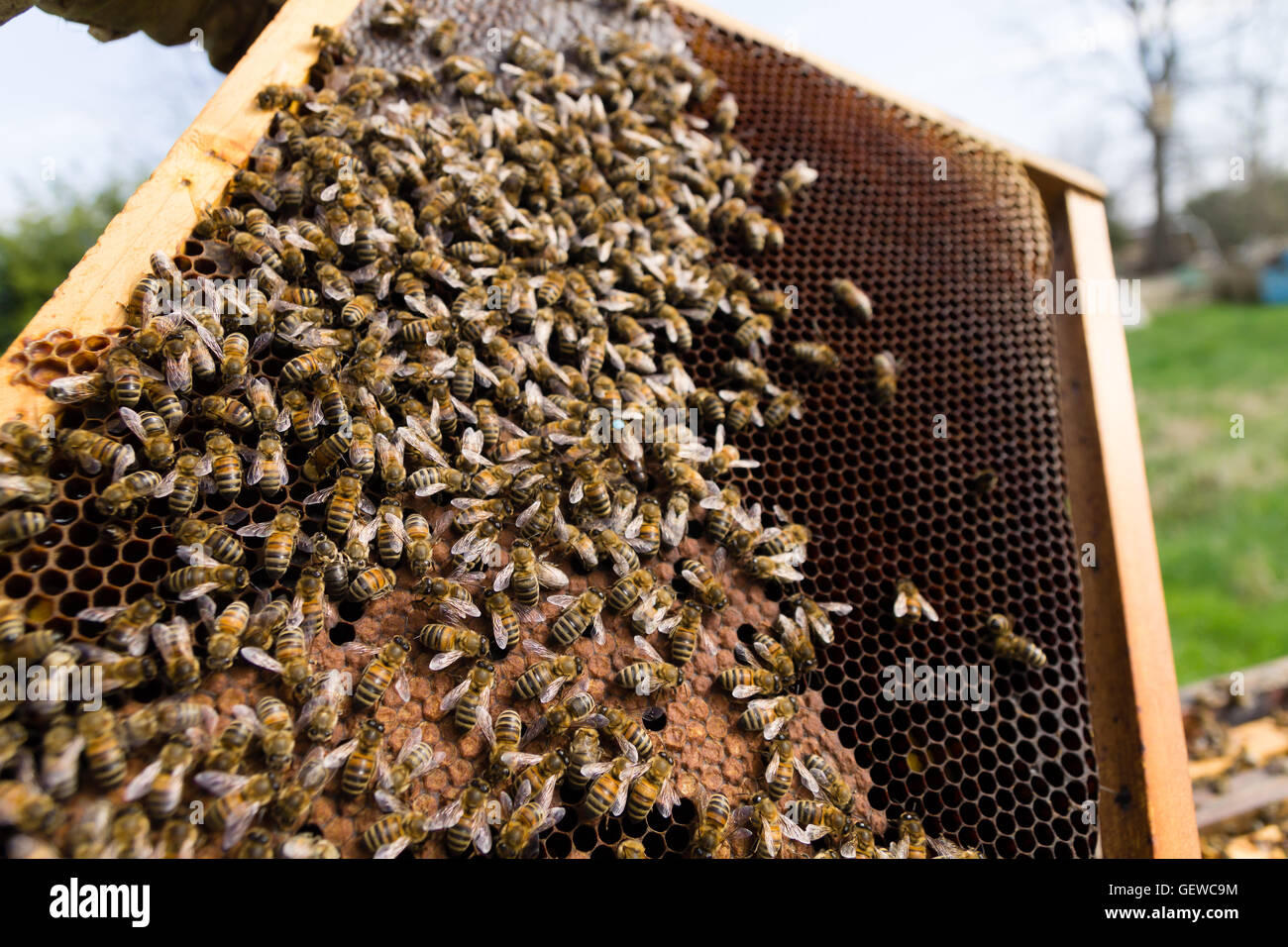 Queen bee detail. Apiculture, rural life.  Beekeeping Stock Photo