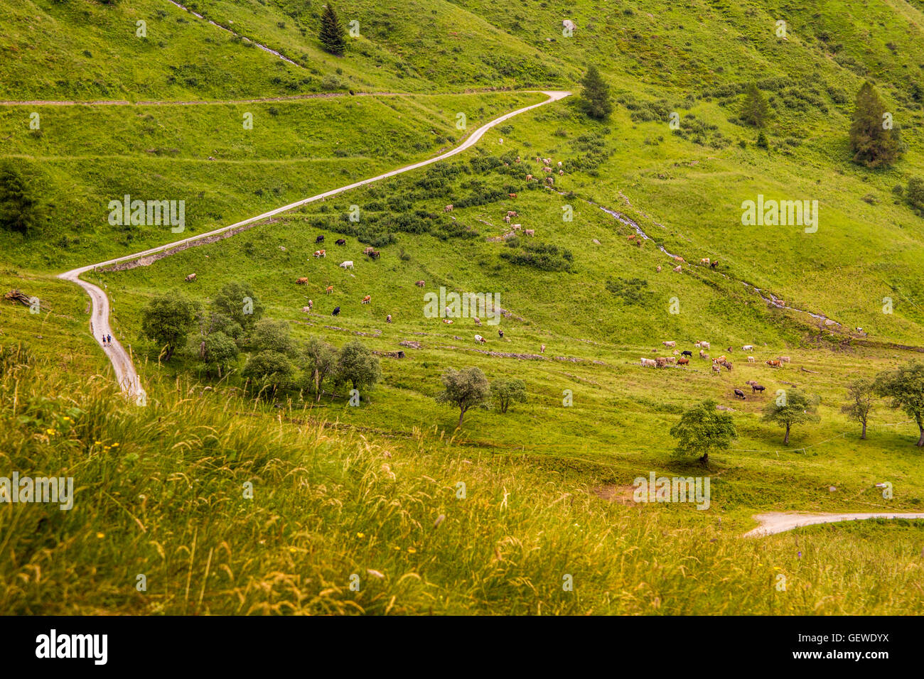 Grazing cows on mountain hi-res stock photography and images - Alamy