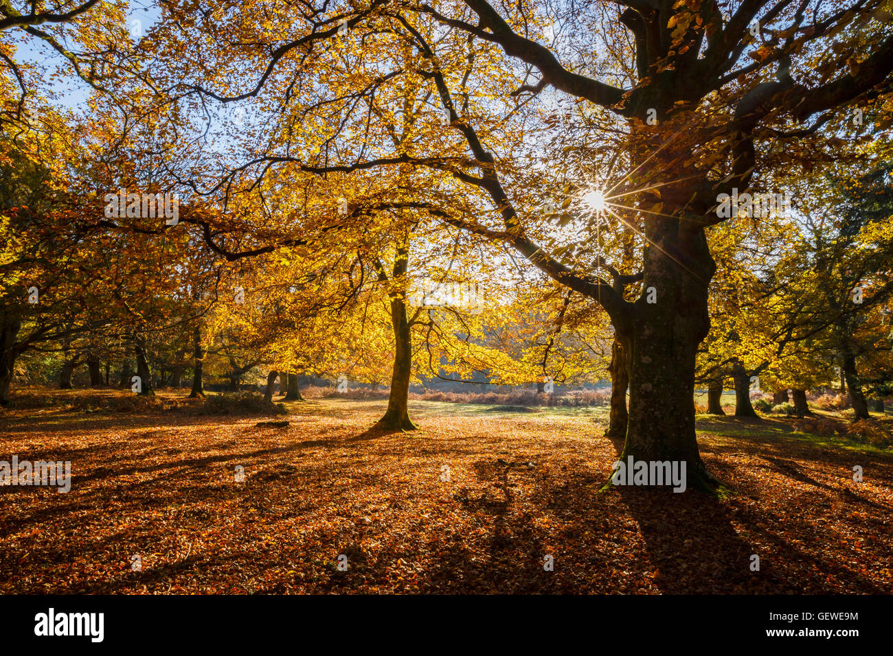 Backlit autumn trees near Burley in the New Forest National Park. Stock Photo