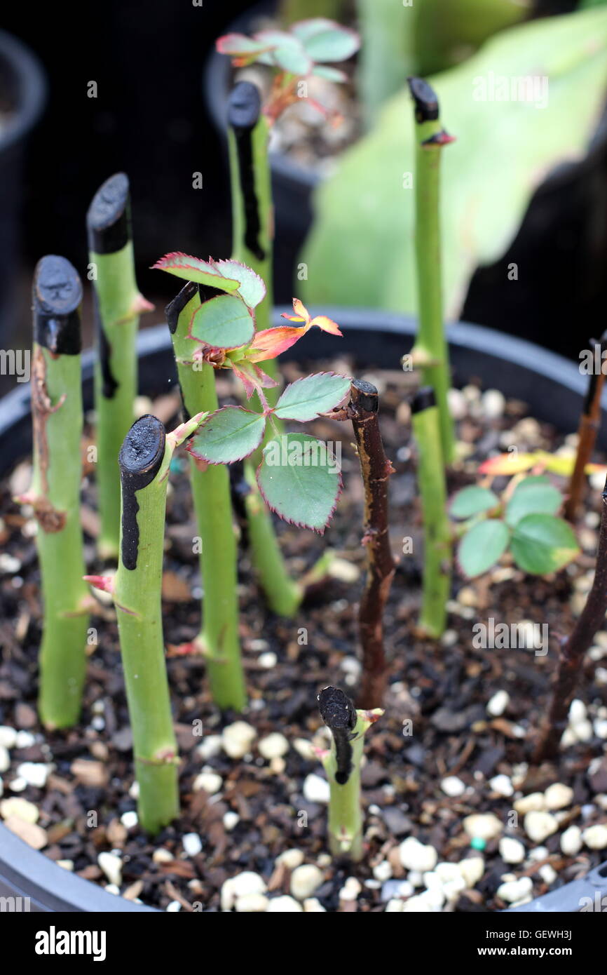 Growing rose from cuttings Stock Photo Alamy