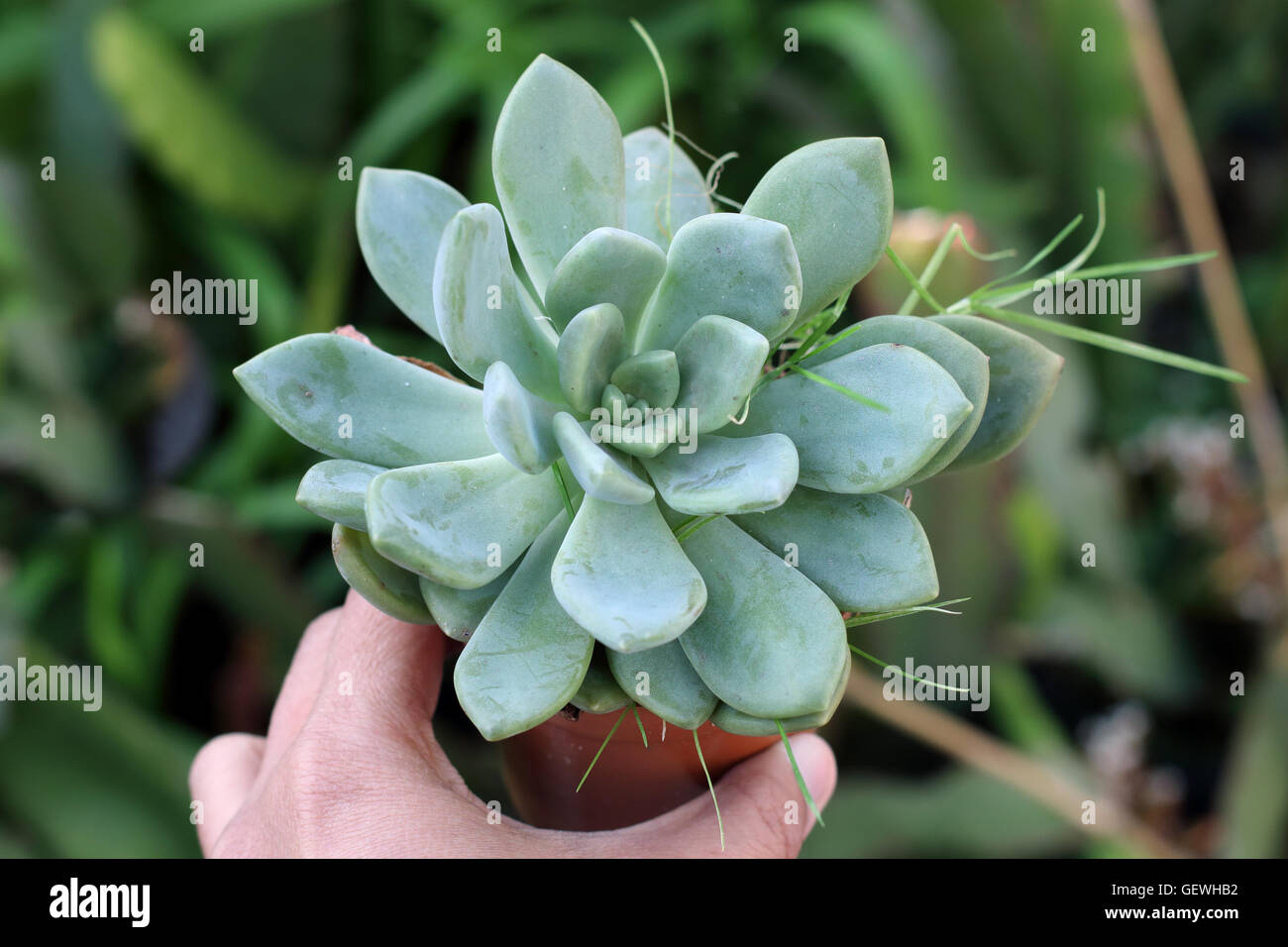 Close up of left hand holding Aeonium  mascaense succulent growing in a pot Stock Photo