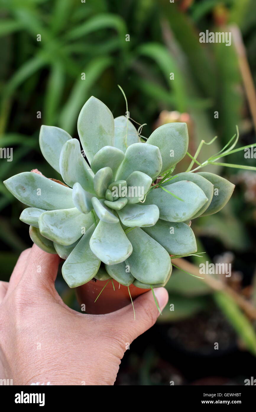 Close up of left hand holding Aeonium  mascaense succulent growing in a pot Stock Photo