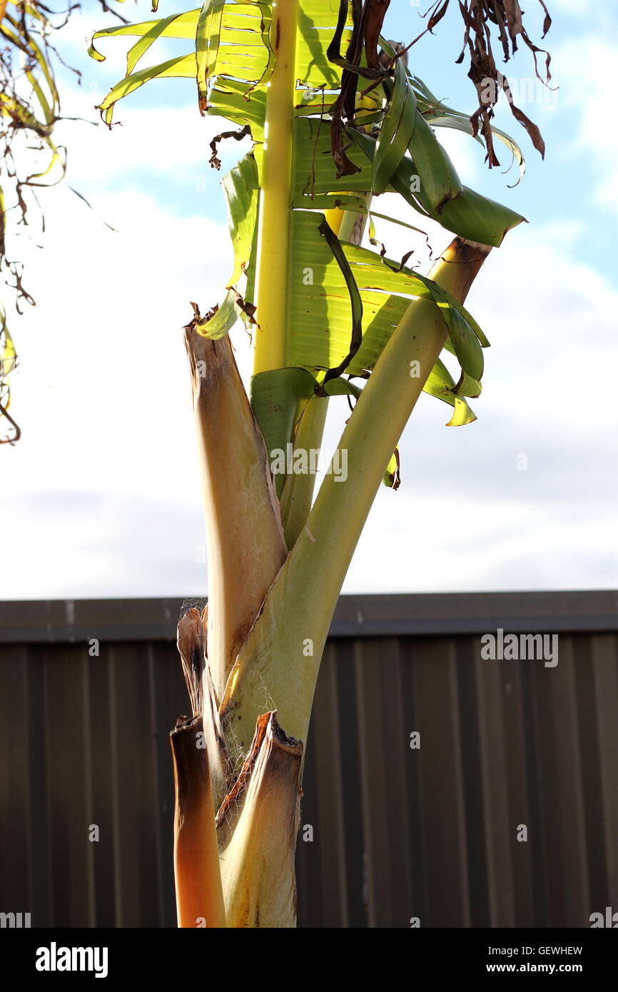 Banana tree trunk hires stock photography and images Alamy