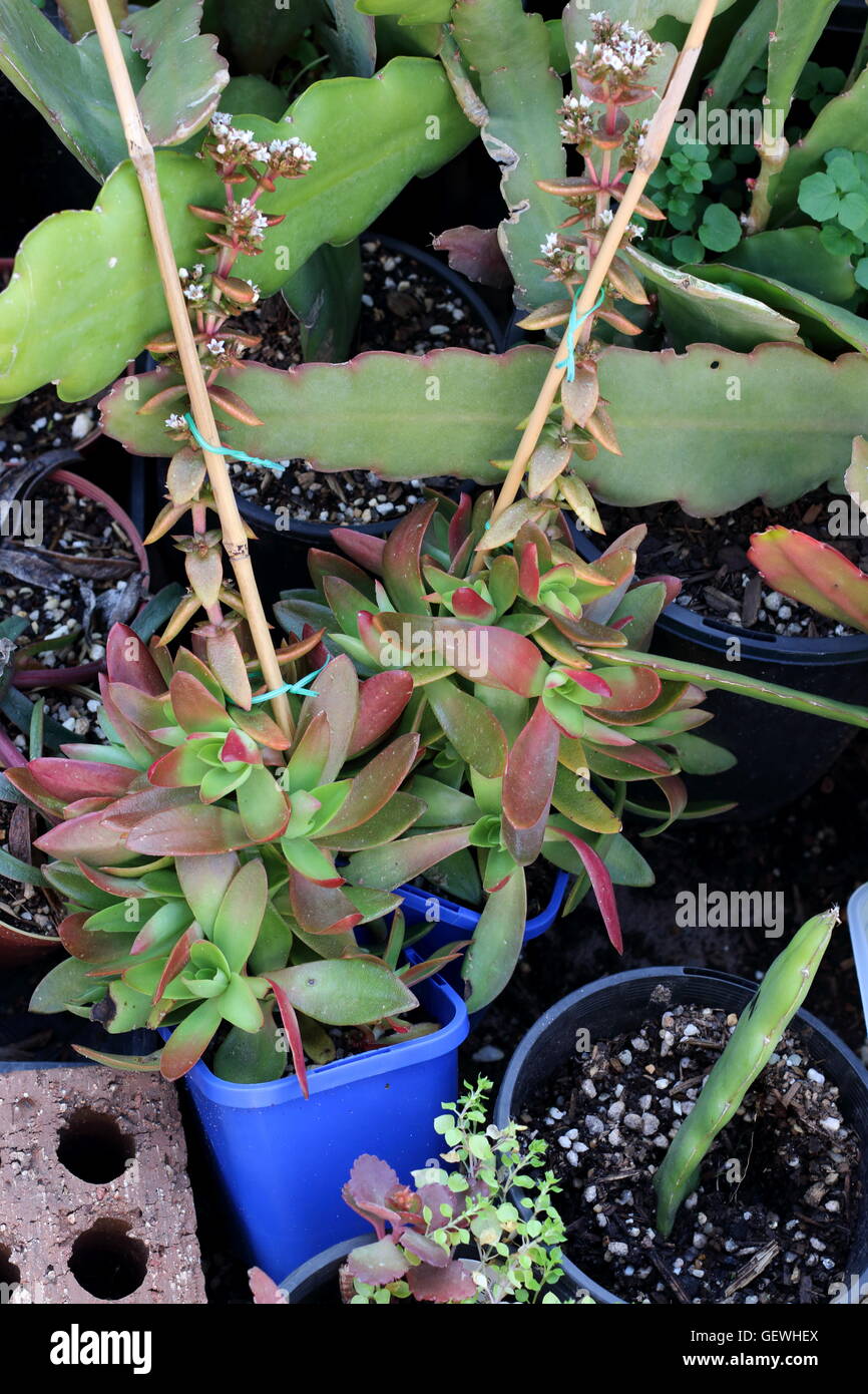 Growing Epiphyllum or Orchid Cactus and Crassula Capitella Campfire Succulents in a pot Stock Photo