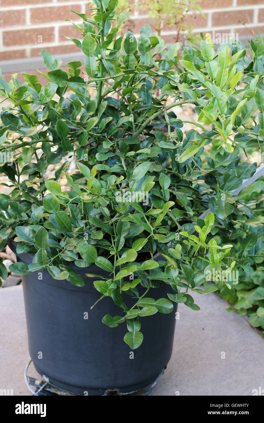 Growing Kaffir lime Citrus hystrix in a pot Stock Photo Alamy