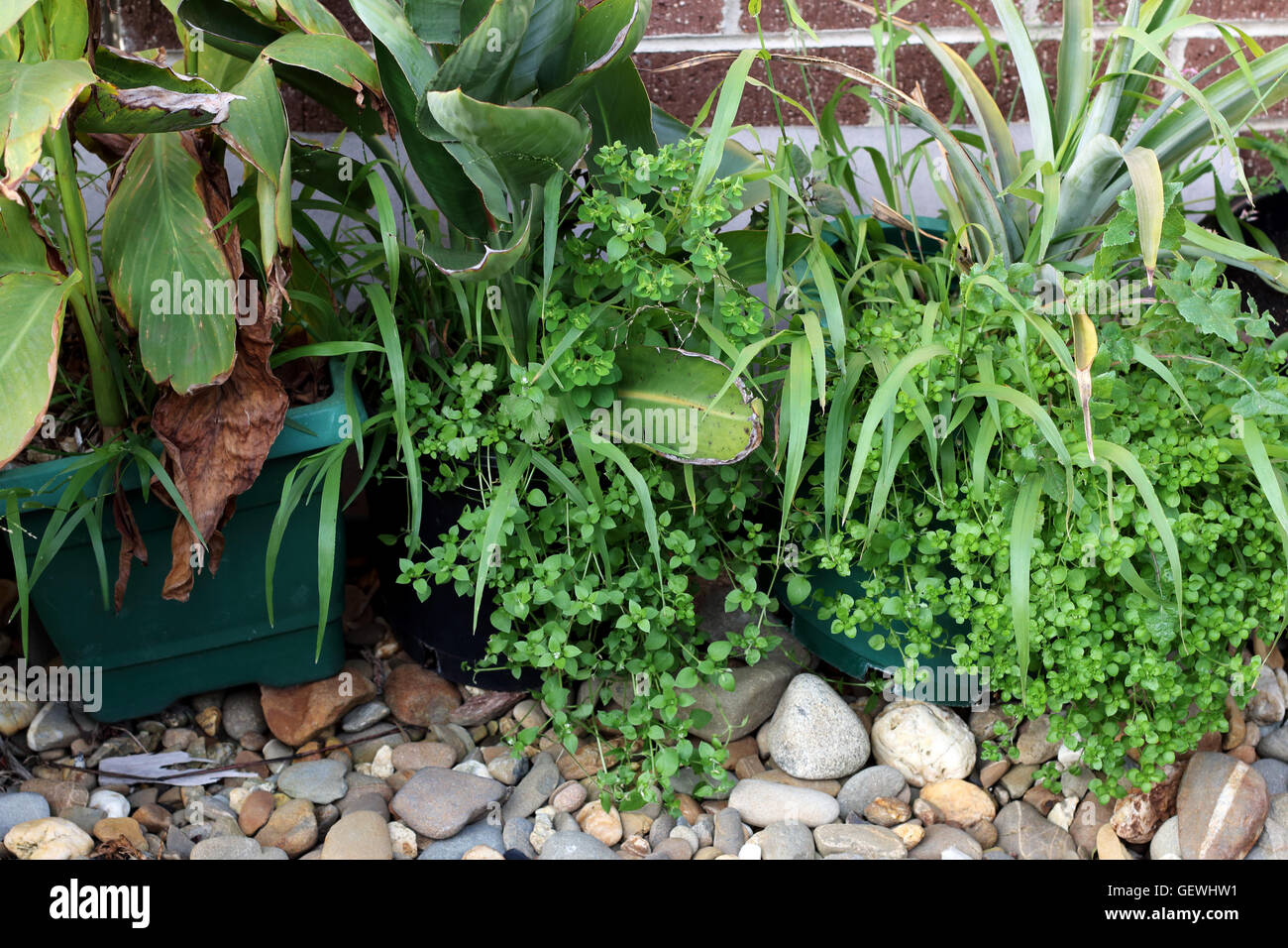 Weeds and grass growing in flower pots in Melbourne Victoria Australia Stock Photo