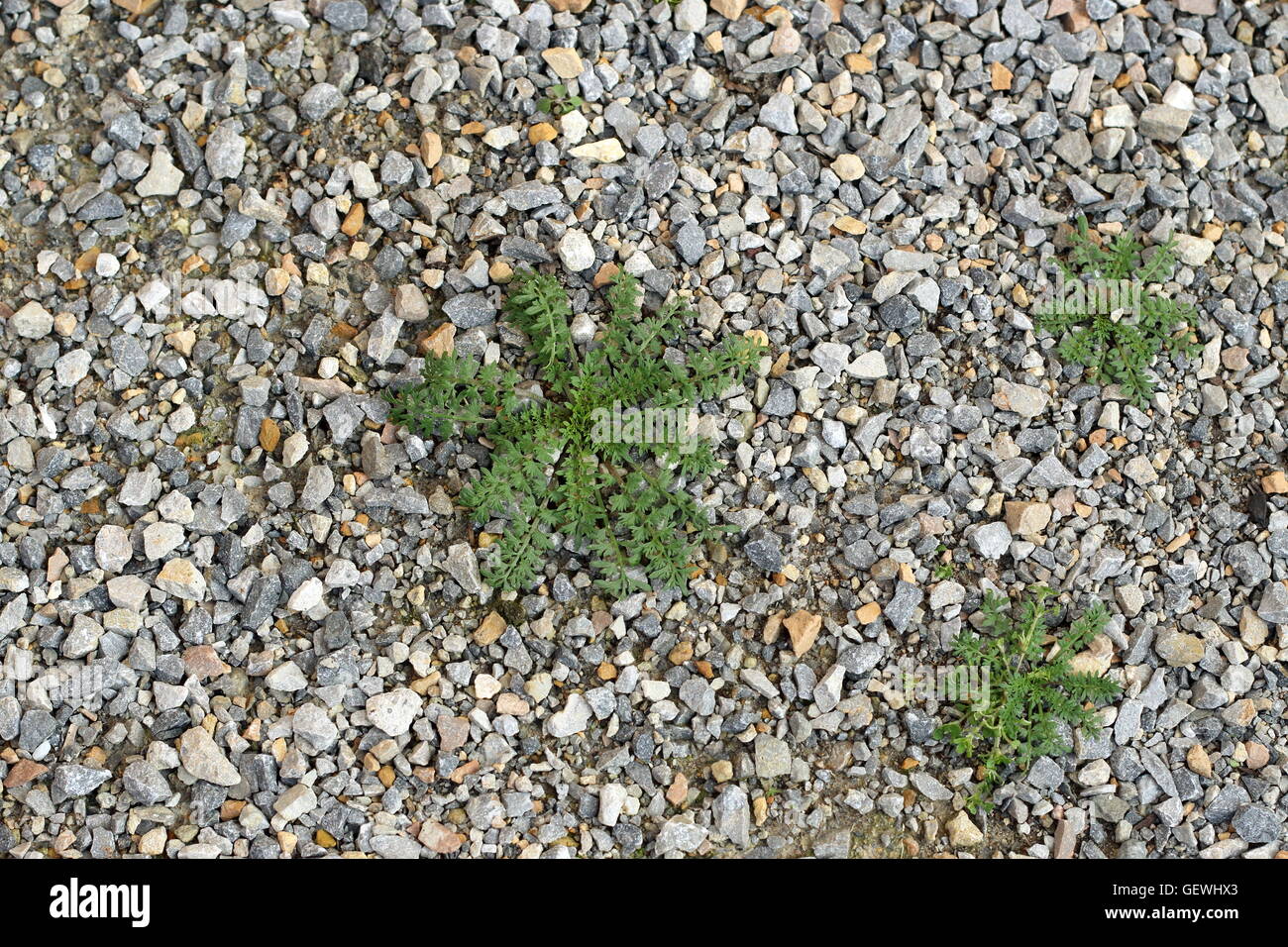 Weeds/ grass growing on crushed rocks on garden pathway Stock Photo