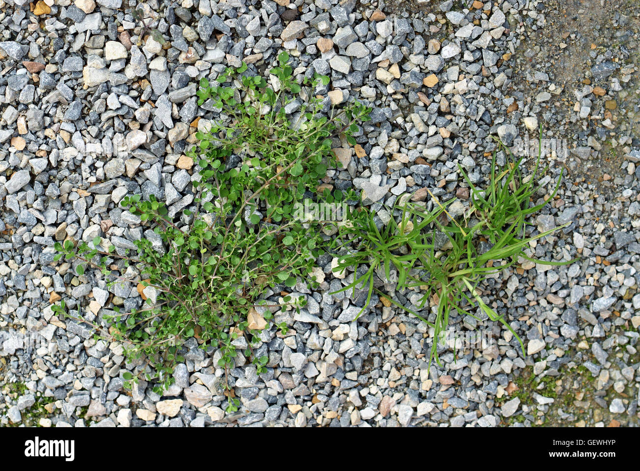 Weeds/ grass growing on crushed rocks on garden pathway Stock Photo