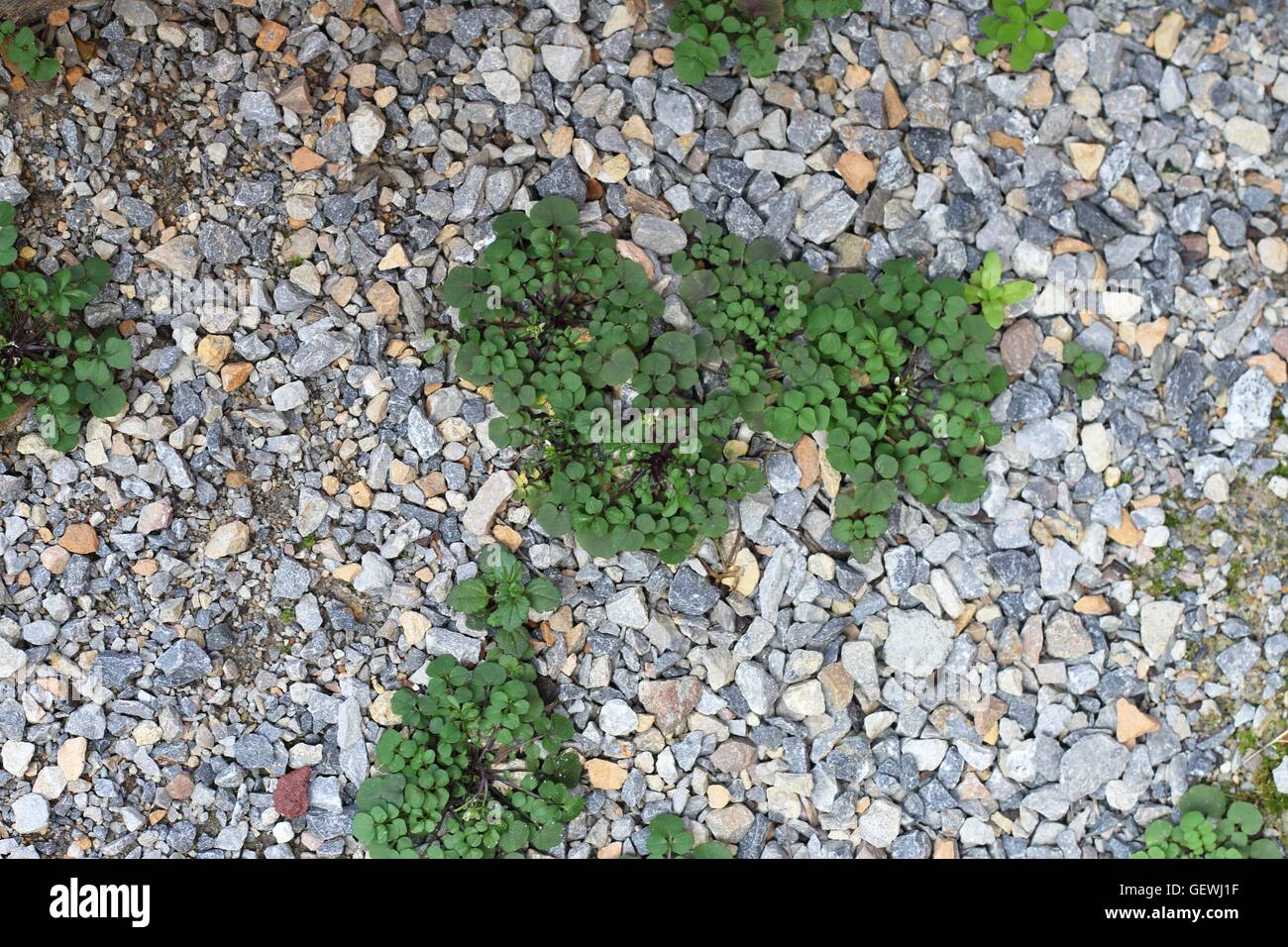 Weeds/ grass growing on crushed rocks on garden pathway Stock Photo