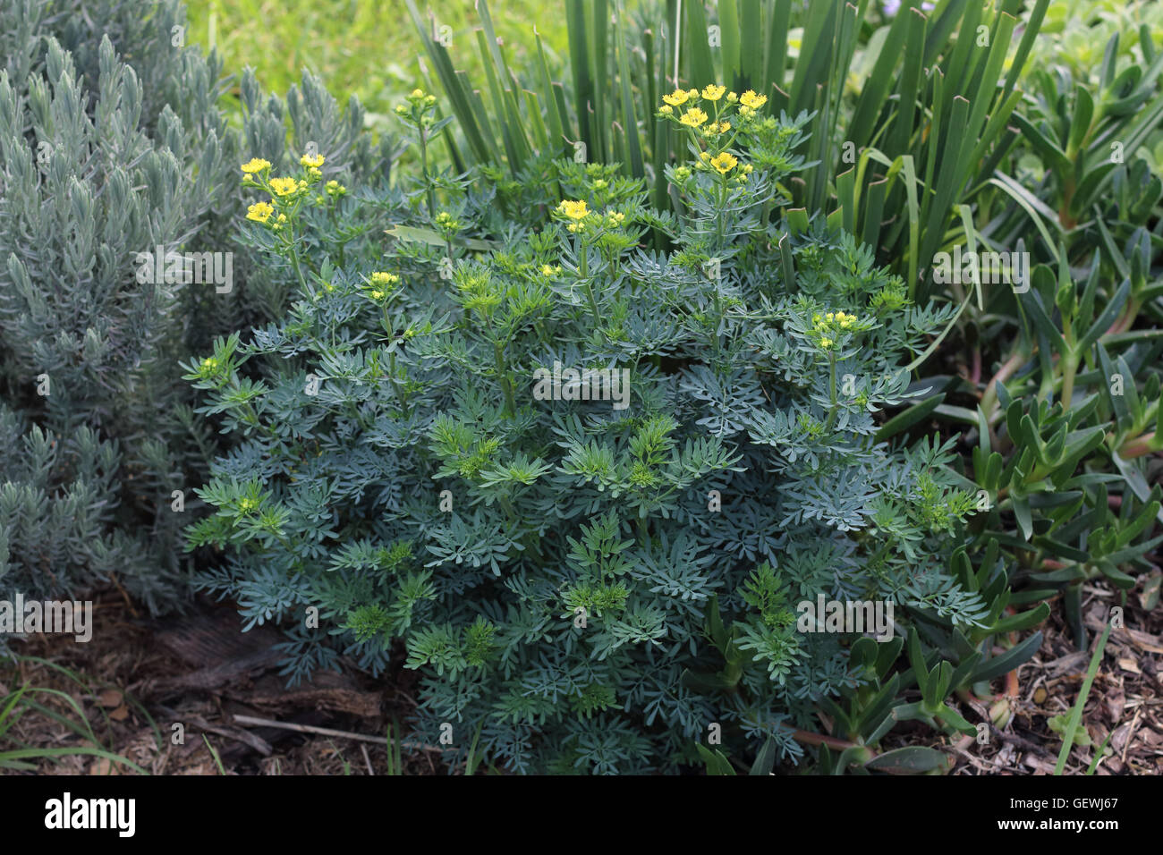 Close up of  Ruta graveolens plant or also known as rue, common rue or herb-of-grace growing in the ground Stock Photo