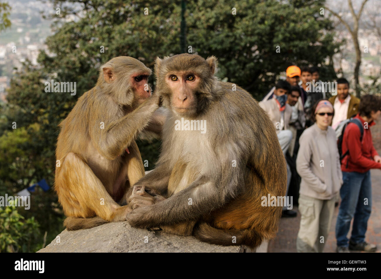 Two monkeys grooming on a wall at the Monkey Temple in Kathmandu. Stock Photo