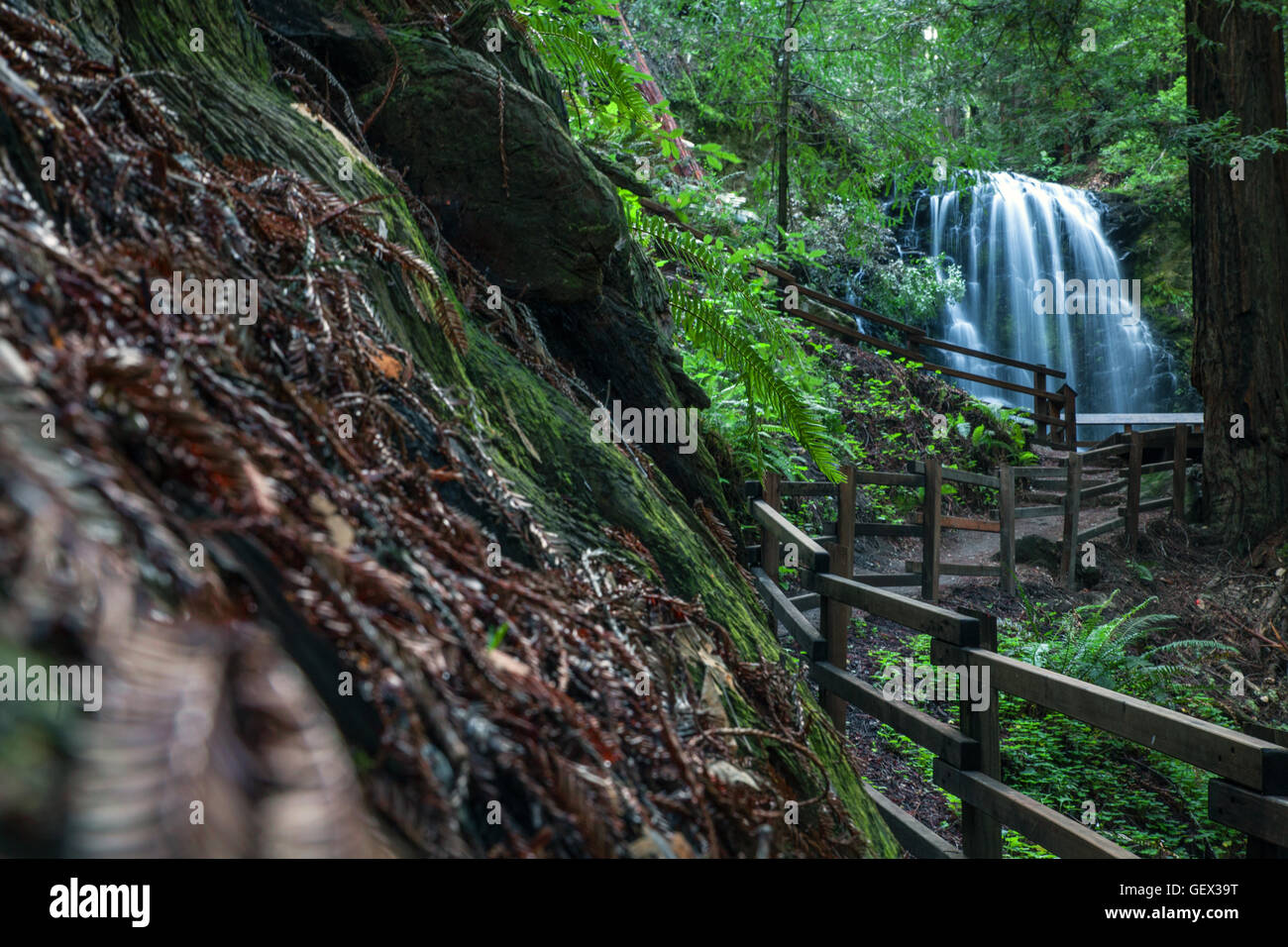 Waterfall in Big Basin Redwoods State Park, California Stock Photo