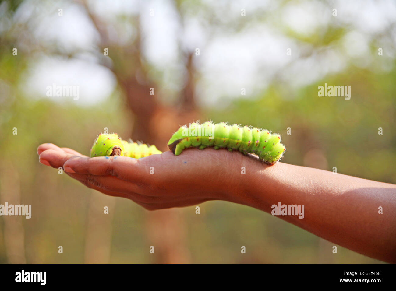 Woman holding caterpillars for silk production, India Stock Photo Alamy