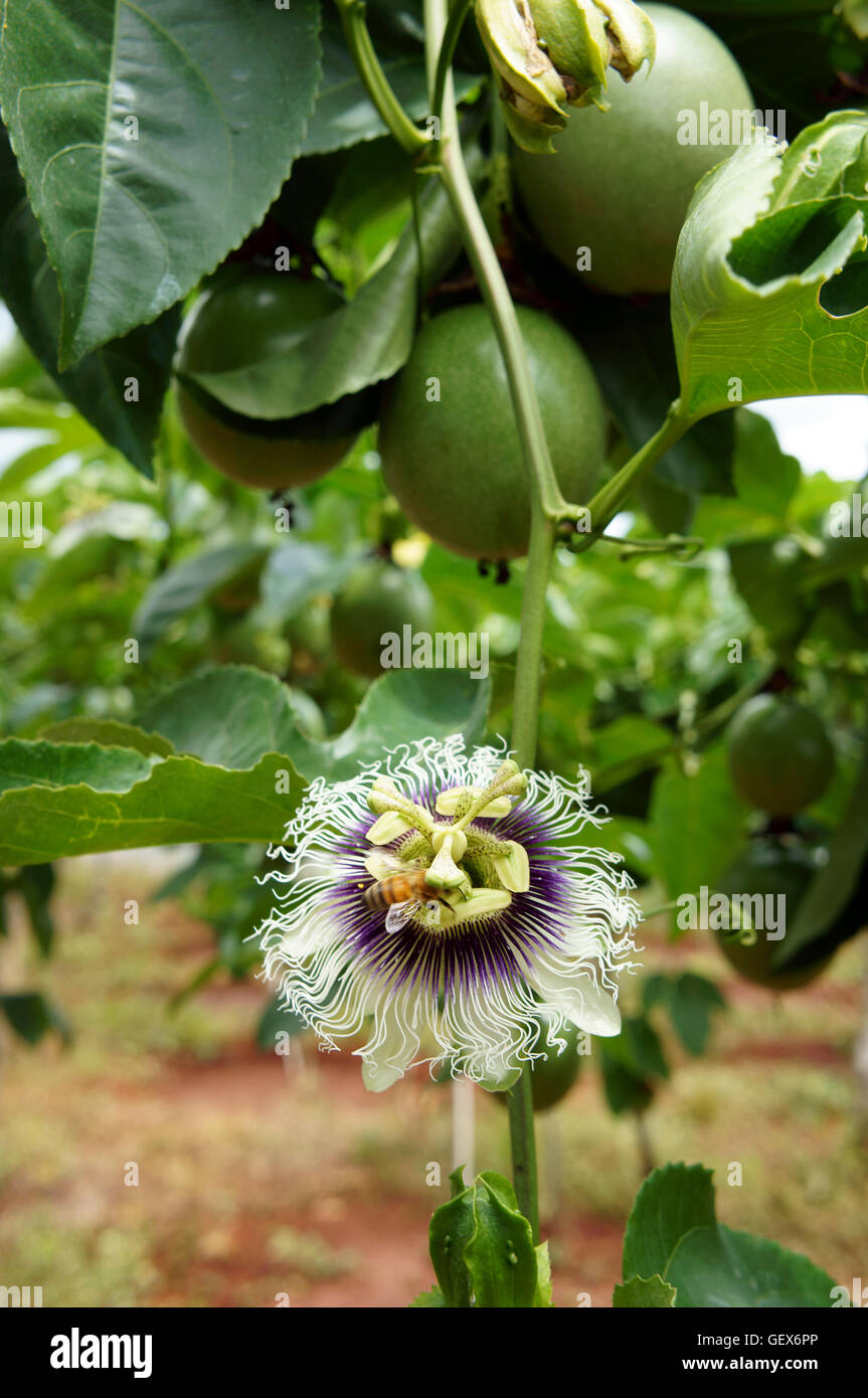 Agriculture field, passion fruit is nutrition Vietnam fruit, rich vitamin C, healthy food, creeper with full of passionfruit, beautiful flower on farm Stock Photo