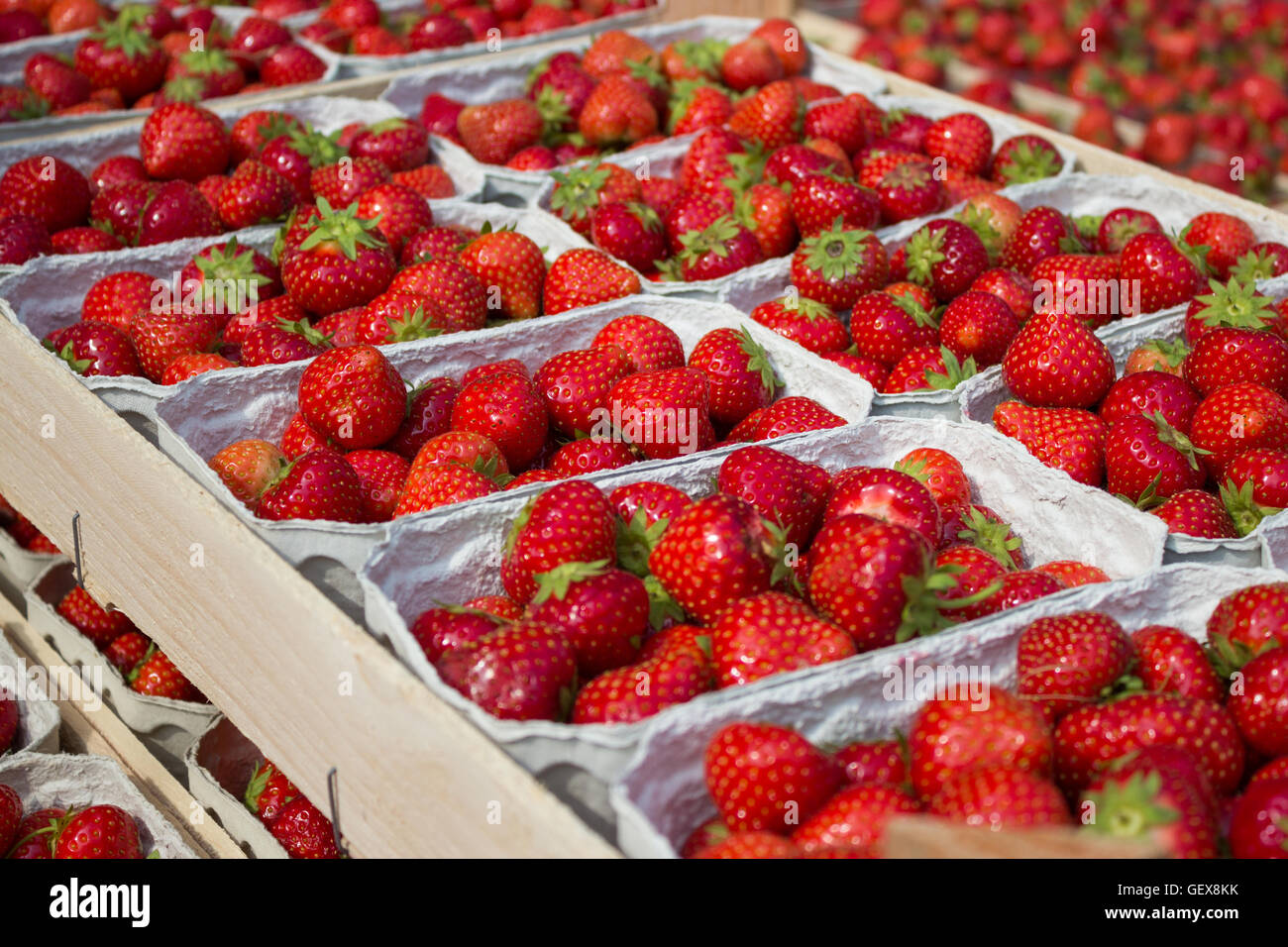 strawberries at market stand - strawberry fruits in boxes Stock Photo