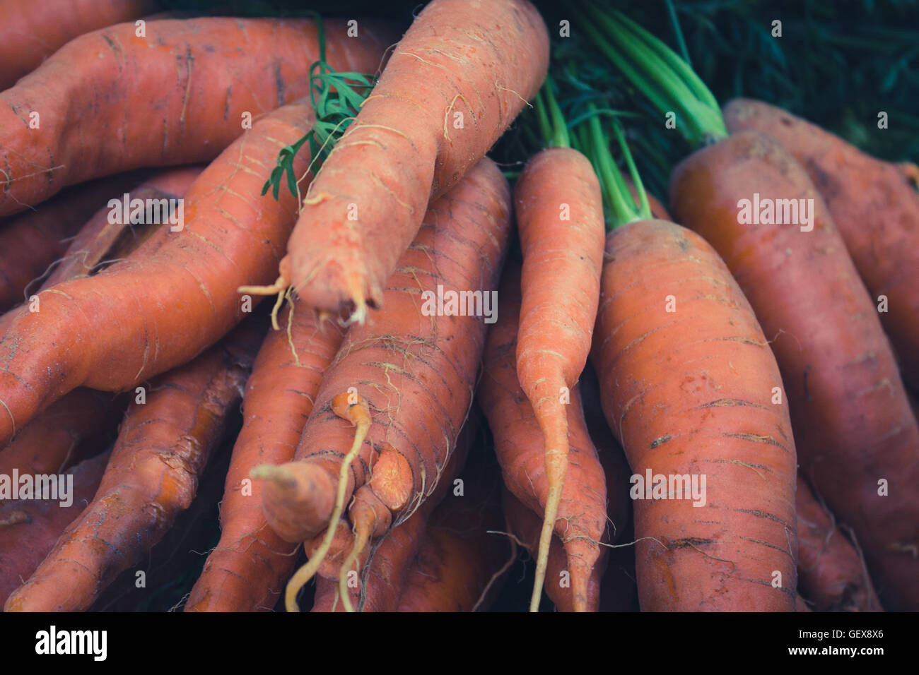 bunch of bio carrots closeup - raw and unwashed Stock Photo