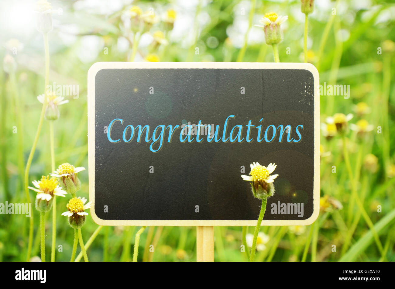 Wooden board signs on Mexican daisy flowers background with warm light tone. Congratulations. Stock Photo