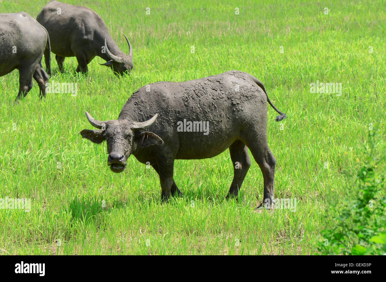 Asian buffalos (Bubalus bubalis) in opened farmland. Stock Photo