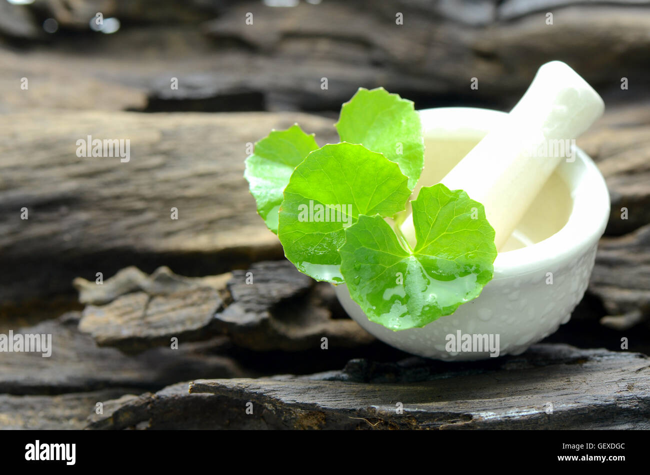 Indian pennywort (Centella asiatica (L.) Urban.) on old wood background. Indian pennywort is a brain tonic herbal plant. Stock Photo