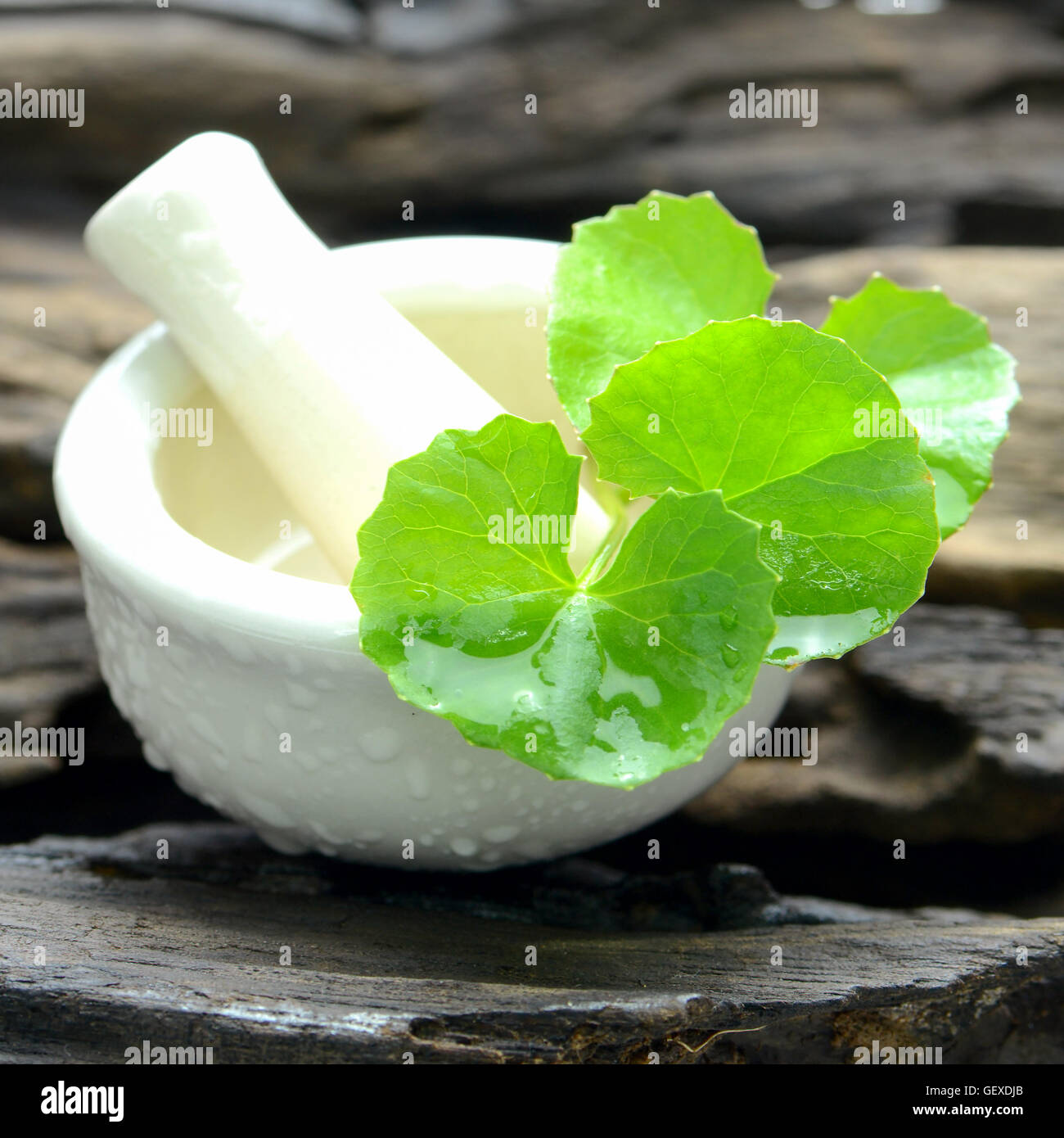 Indian pennywort (Centella asiatica (L.) Urban.) on old wood background. Indian pennywort is a brain tonic herbal plant. Stock Photo