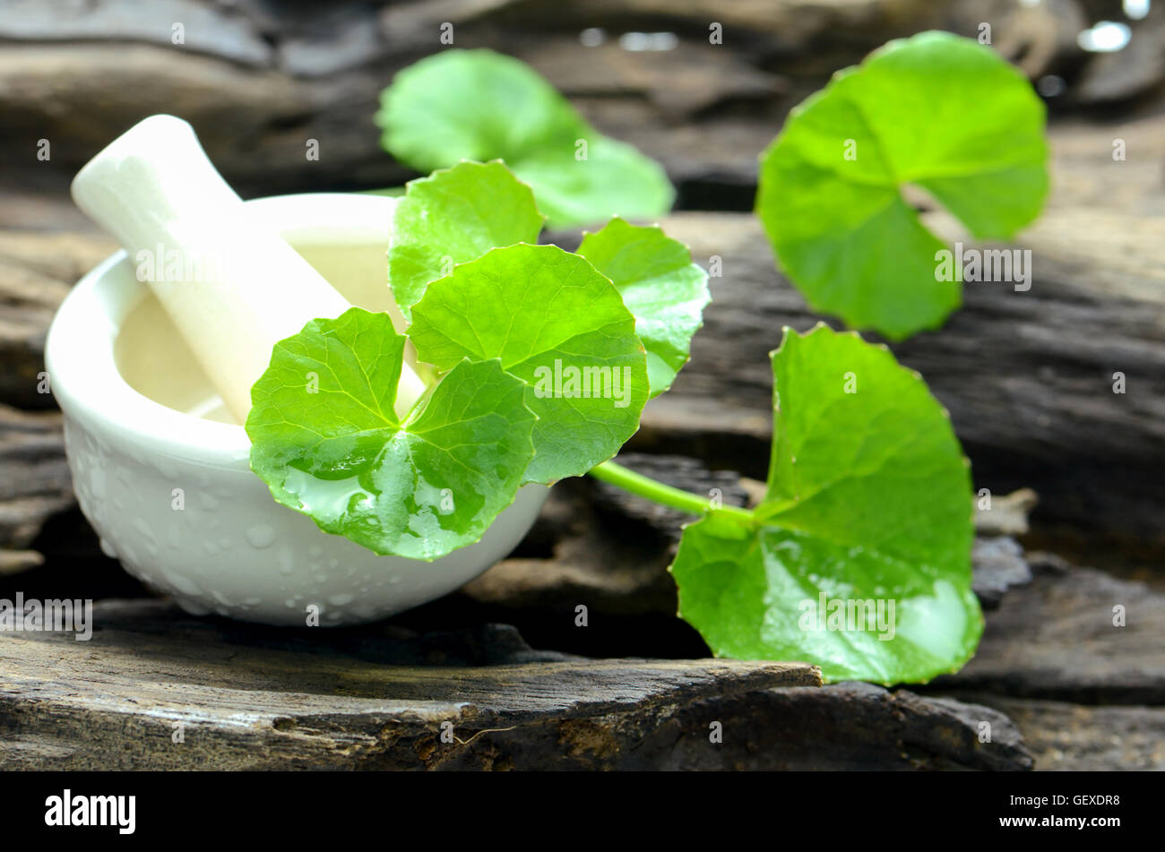 Indian pennywort (Centella asiatica (L.) Urban.) on old wood background. Indian pennywort is a brain tonic herbal plant. Stock Photo