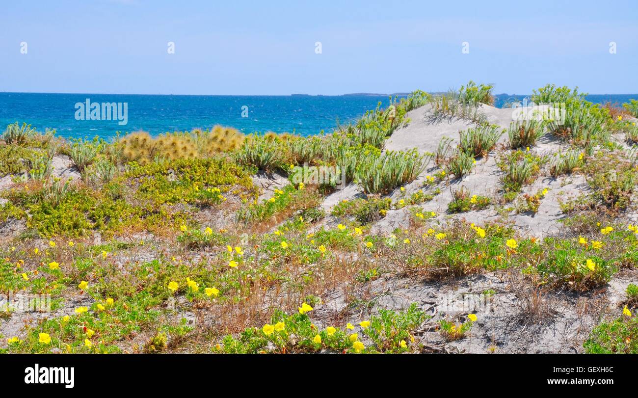 Sandy coastal dunes with native plants and the turquoise Indian Ocean