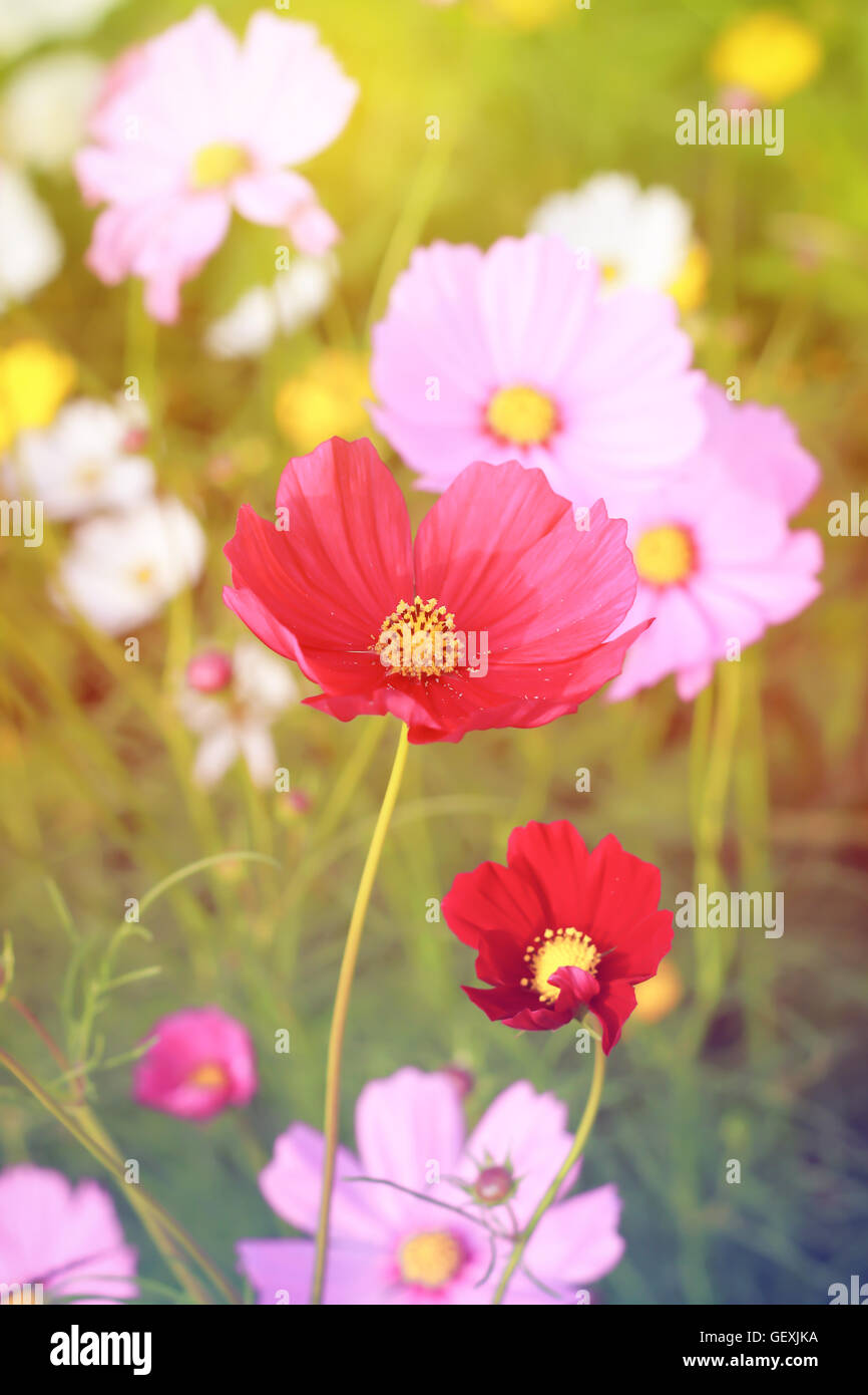 Pink Cosmos flower in field pastel tone Stock Photo