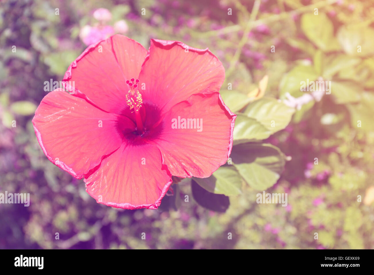 Blossoming red hibiscus flower pastel tone Stock Photo