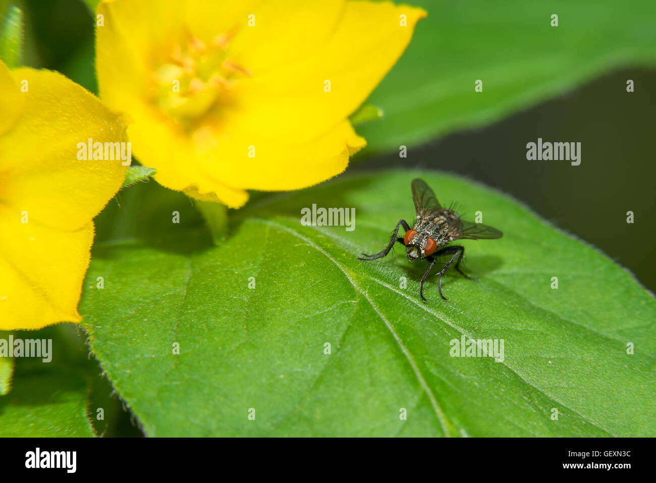 A macro shot of a fly sitting on a green leaf Stock Photo - Alamy