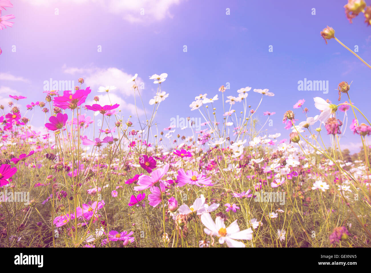 colorful cosmos flowers in the garden with blue sky background pastel ...