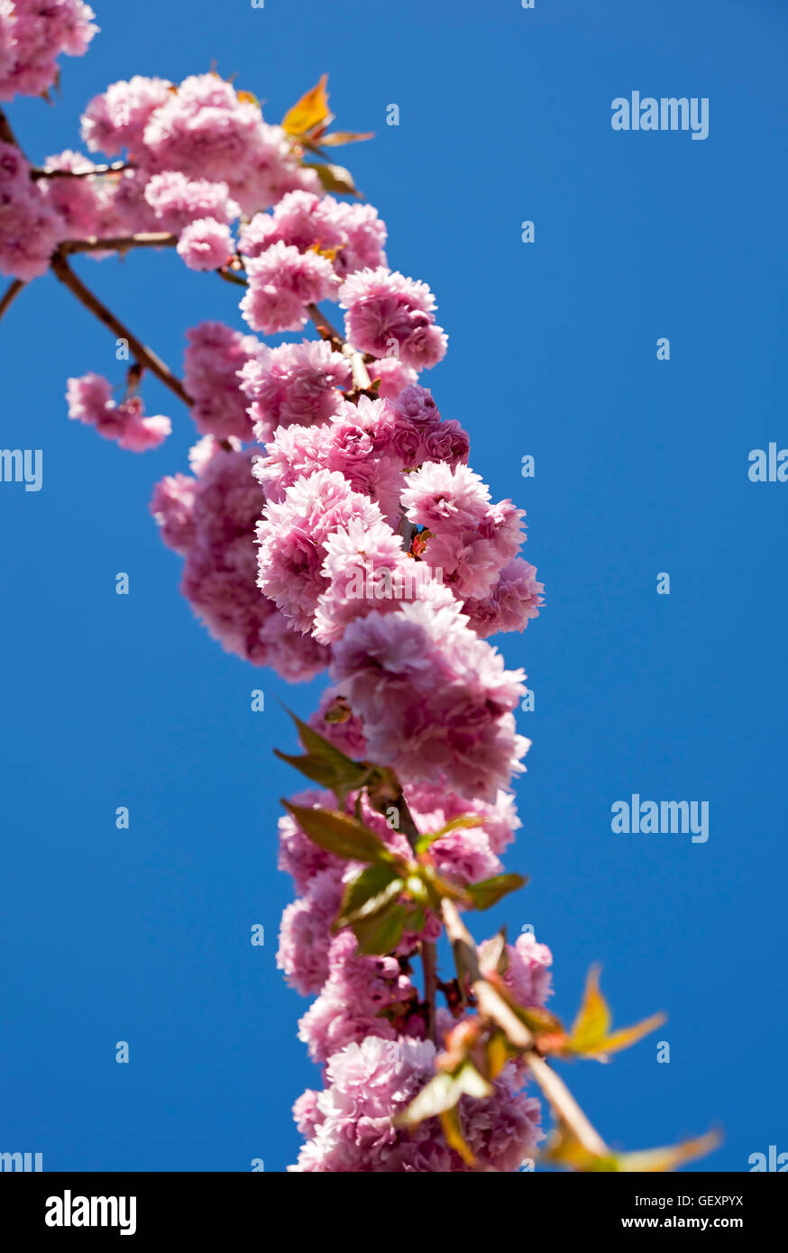 Pink flowering cherry tree blossom in spring Stock Photo - Alamy
