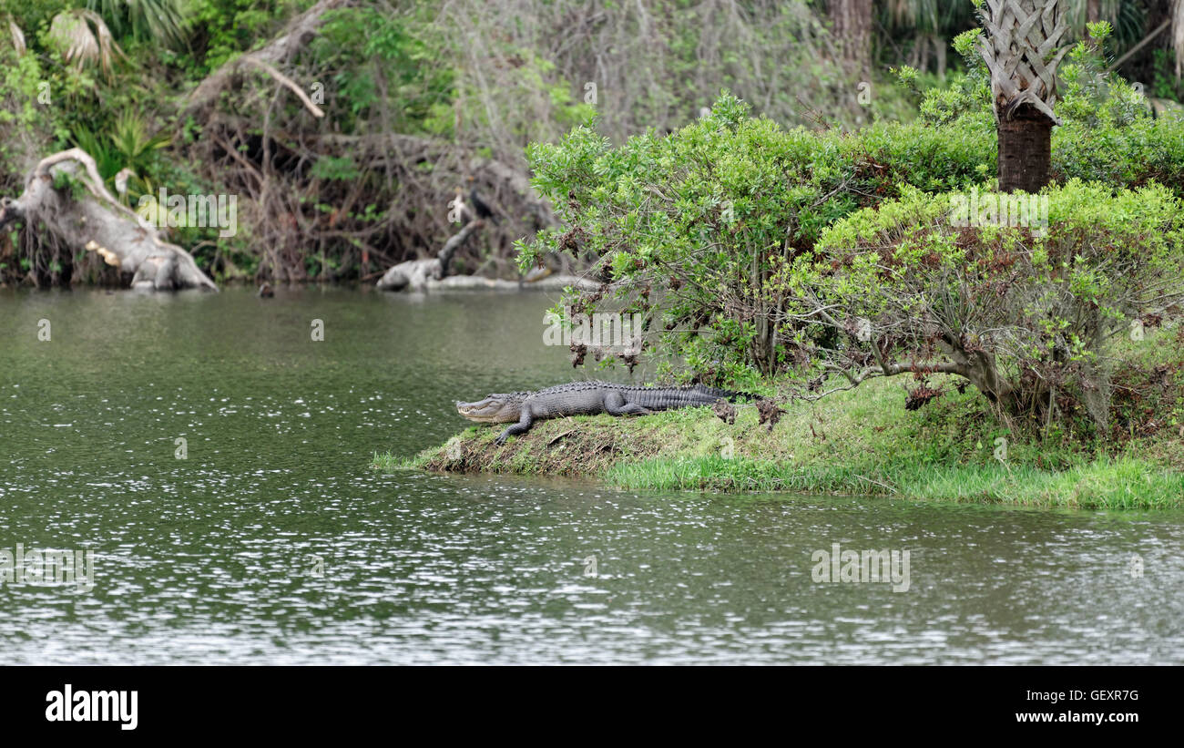 Alligator water hi-res stock photography and images - Alamy