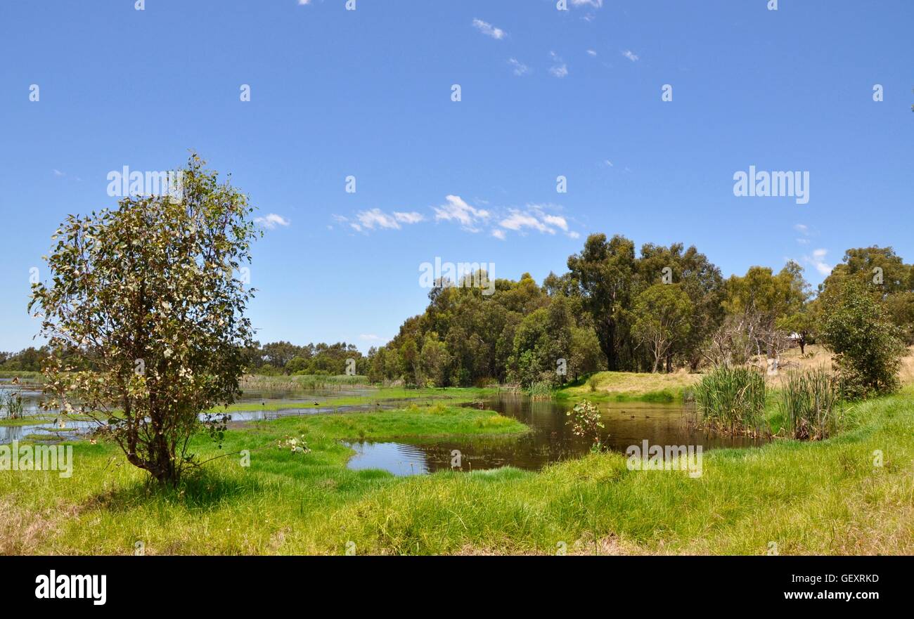 Peaceful Beelier wetland landscape with lush green vegetation and native wildlife in Bibra Lake, Western Australia. Stock Photo