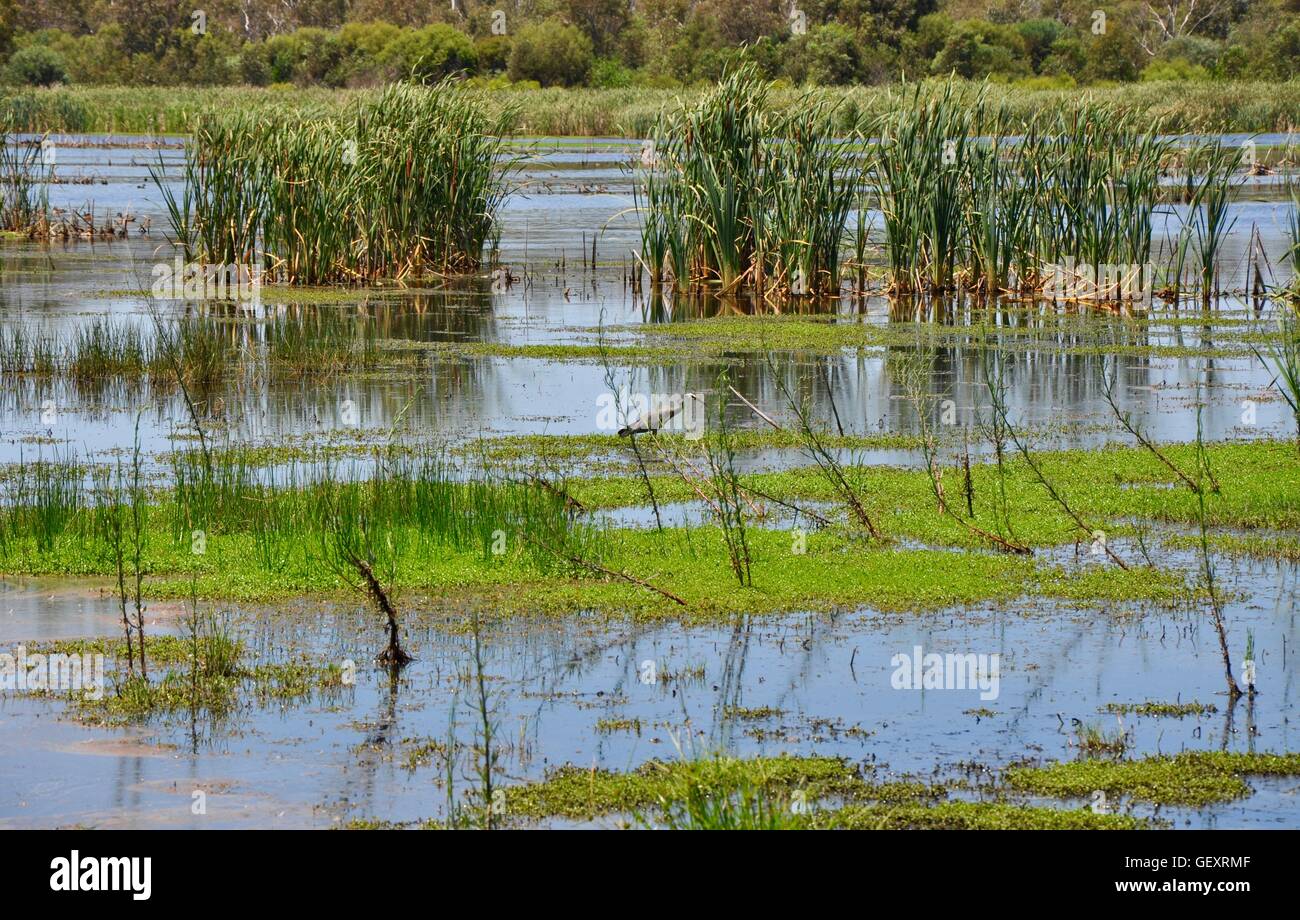 Wild white-faced grey heron wading in the tall reeds and green mudflats in the wetland waters at Bibra Lake in Western Australia Stock Photo