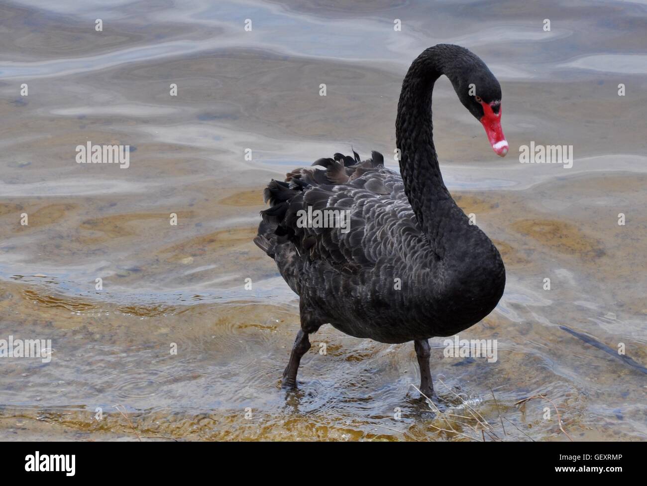 One black swan at the conservation reserve at Bibra Lake with red beak and webbed feet in Western Australia. Stock Photo