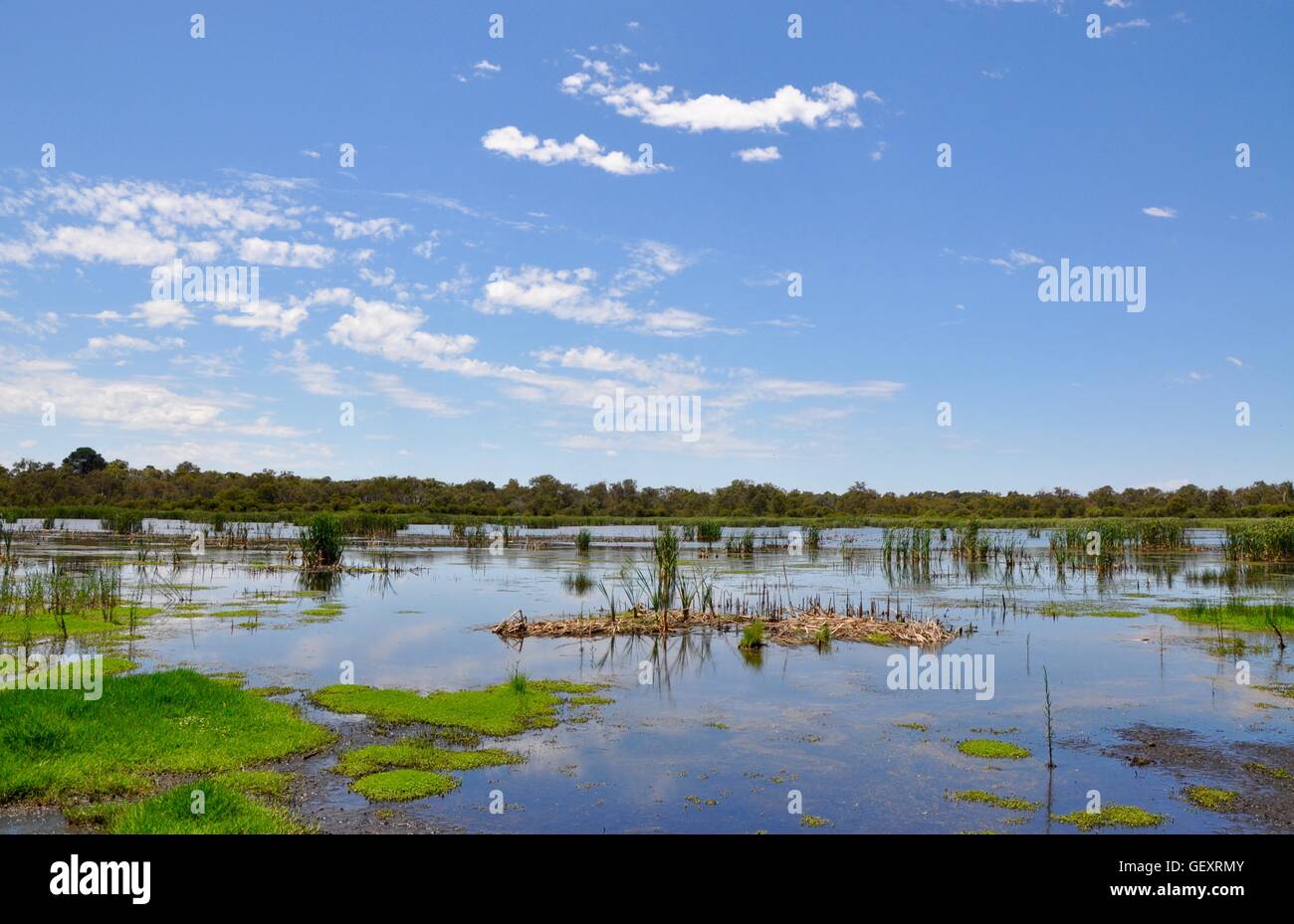Reeds, mudflats and floating green vegetation in the Beelier Wetland landscape under a blue sky with clouds in Western Australia Stock Photo