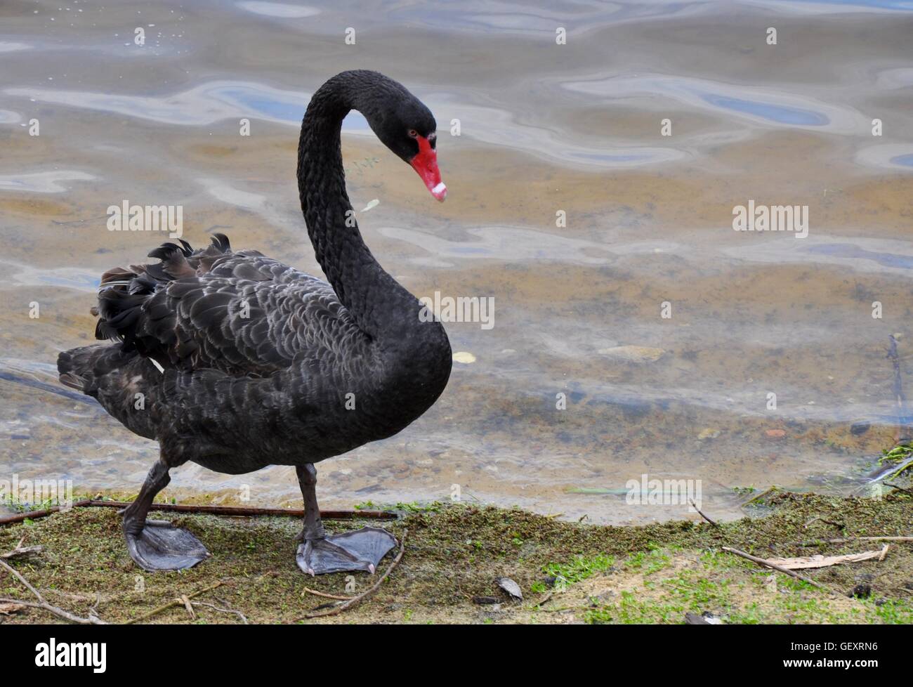 Black swan walking along the banks of Bibra Lake wetland reserve with red beak and webbed feet in Western Australia. Stock Photo